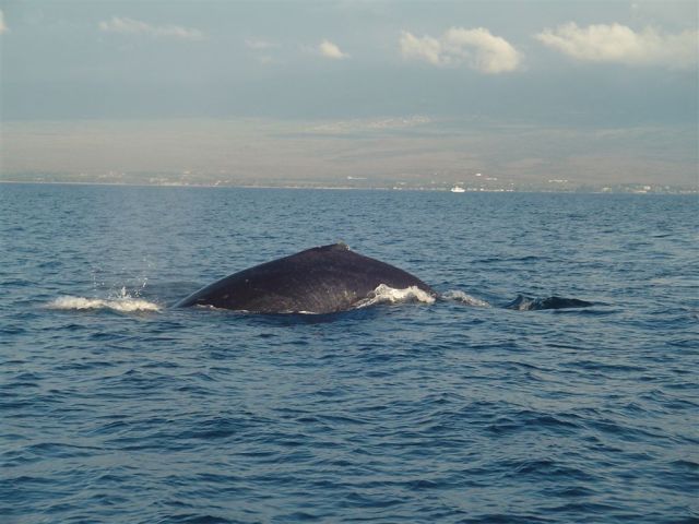 whale watching 044