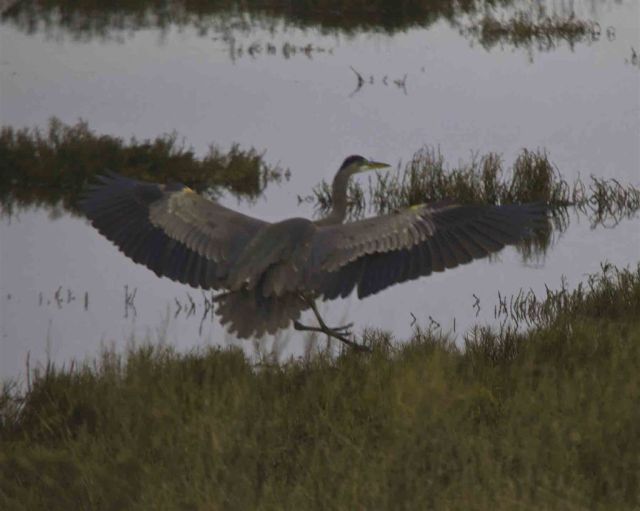 webheroninflight1_MG_8907