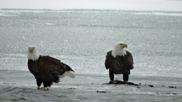 lakedarling4-17-14-1rock