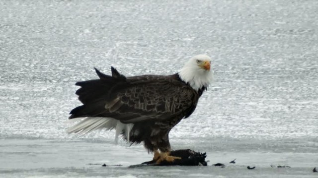 lakedarling4-17-14-2rock