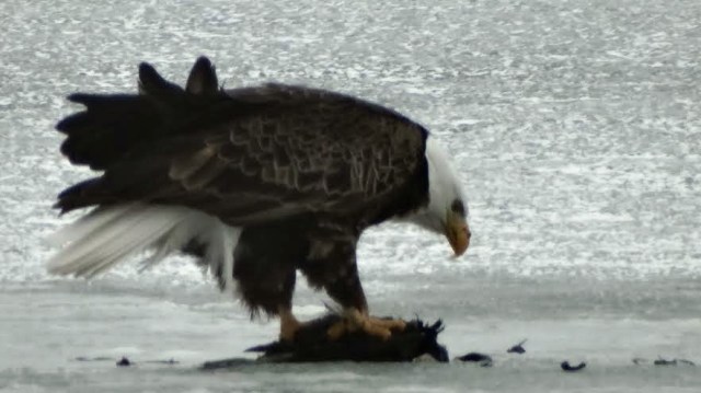 lakedarling4-17-14-3rock