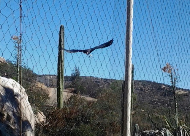 ruth1-6-14-2-1 - Copy