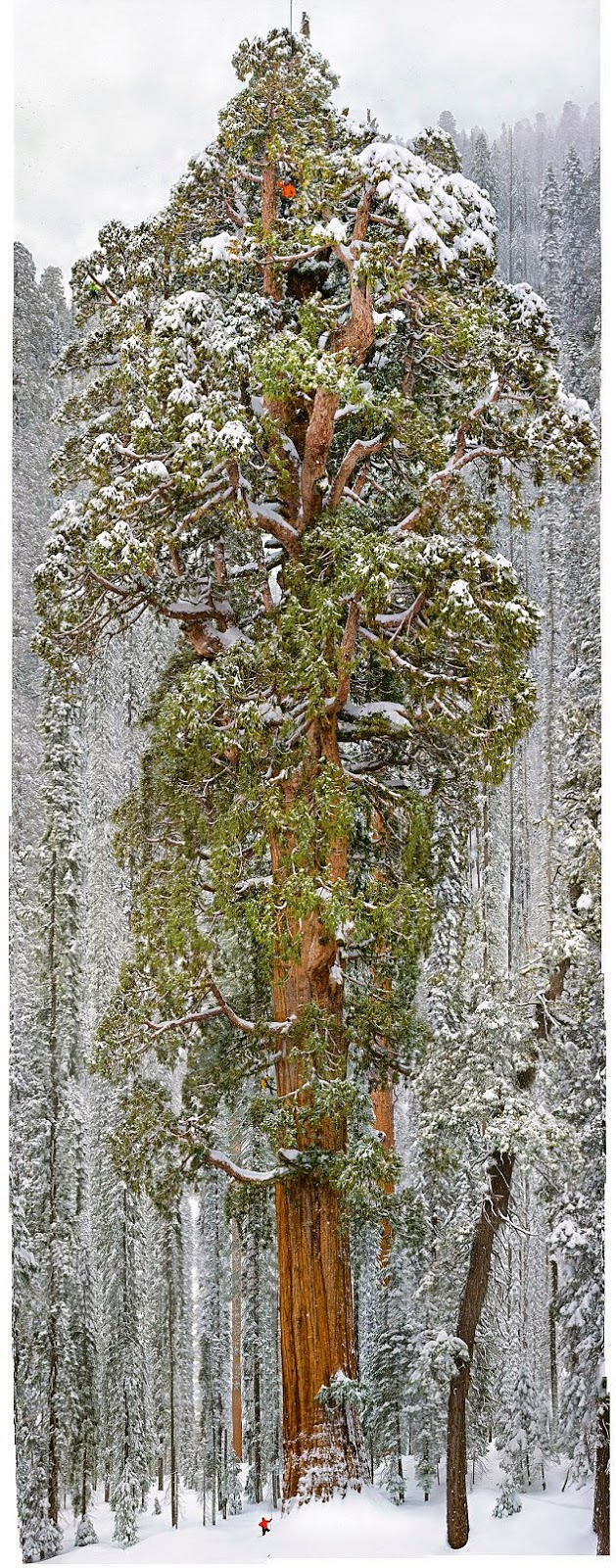 the president sequoia