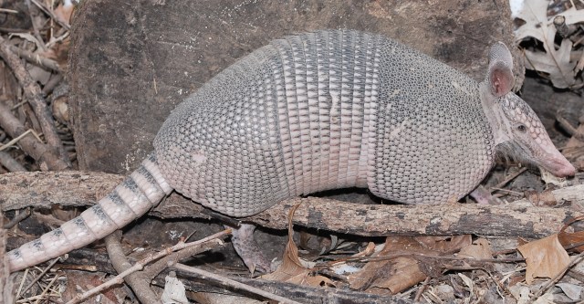 armadillo-right-side-6-jan-2010