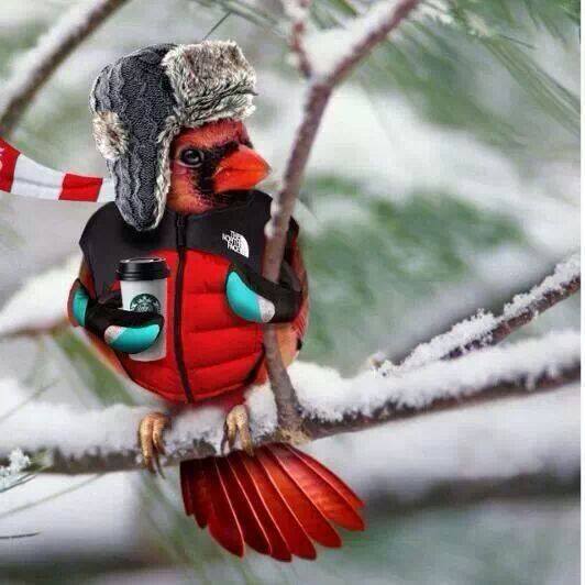 cardinalinwinter