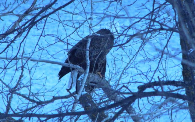 12-18-15-10-1 - Copy