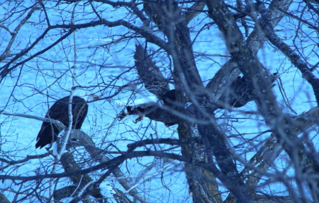 12-18-15-11-1 - Copy