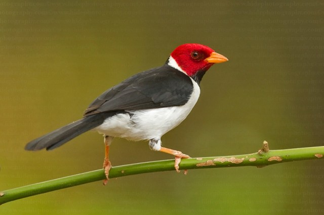 yellow-billed cardinal