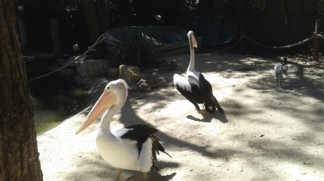 20170113_223410-copy