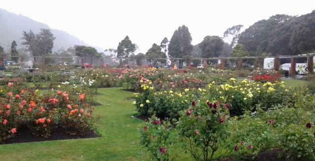 2017-01-25 10.46.17 - Copy