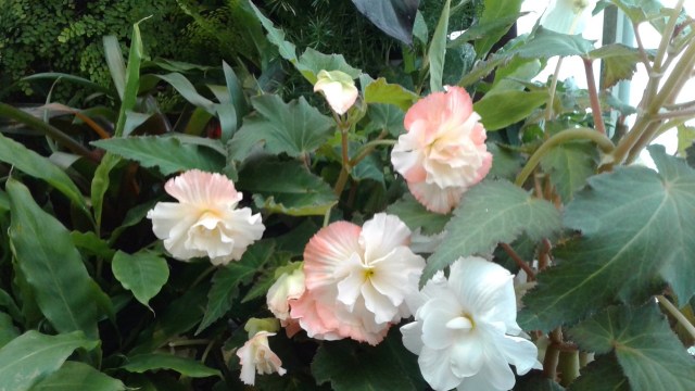 20170125_101518 - Copy