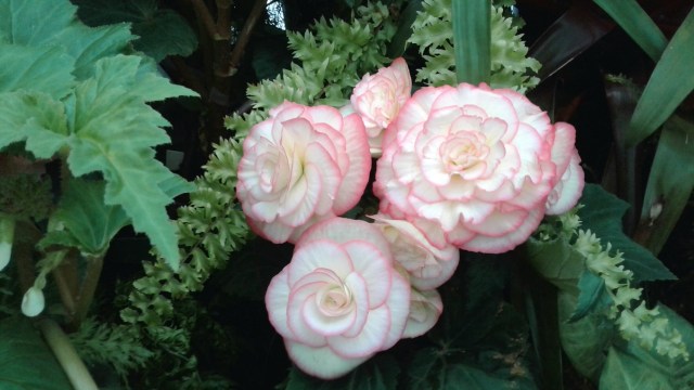 20170125_101651 - Copy