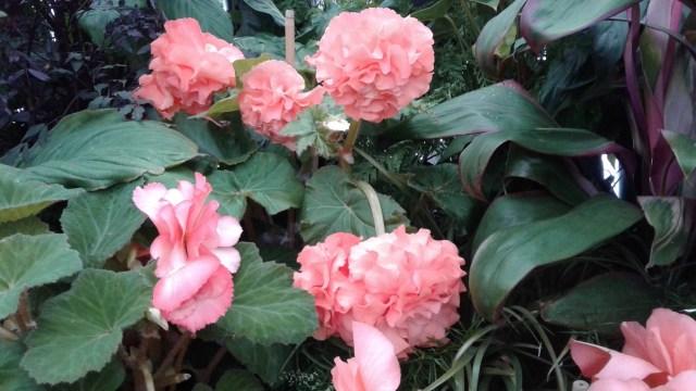 20170125_101708 - Copy