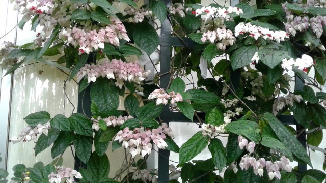 20170125_102119 - Copy