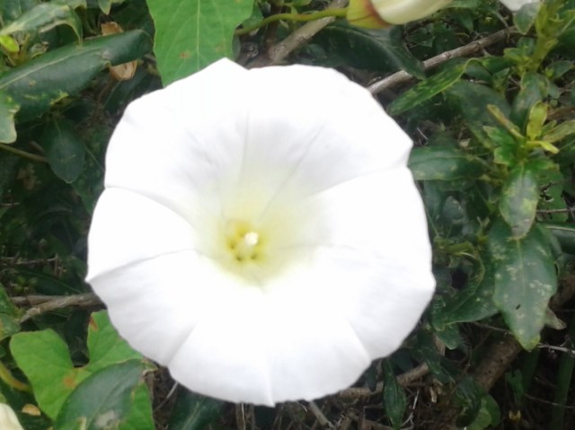 20170127_103953 - Copy