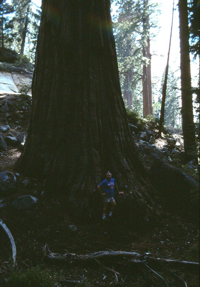 6-88-107redwoods