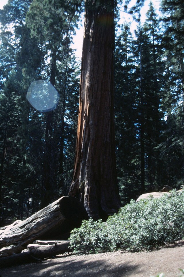 6-88-109redwoods