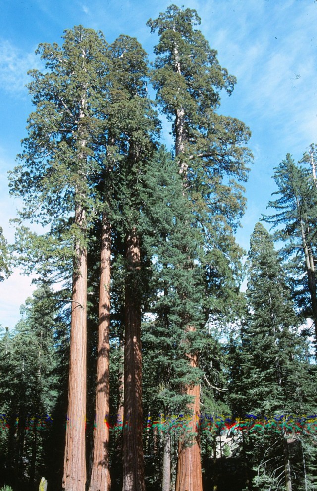 6-88-110redwoods