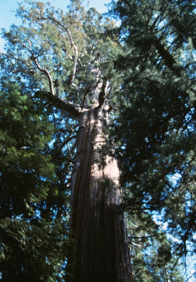 6-88-111redwoods
