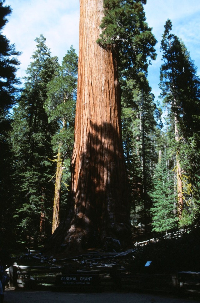 6-88-112sequoias