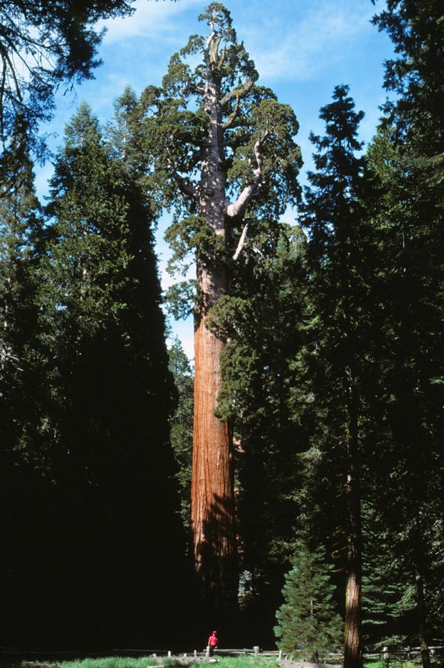 6-88-114sequoias