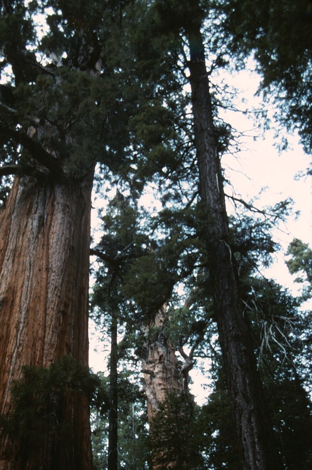 6-88-134sequoias