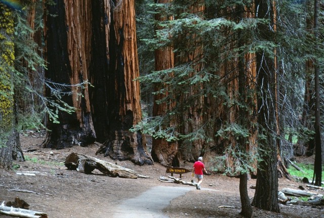 6-88-135sequoias