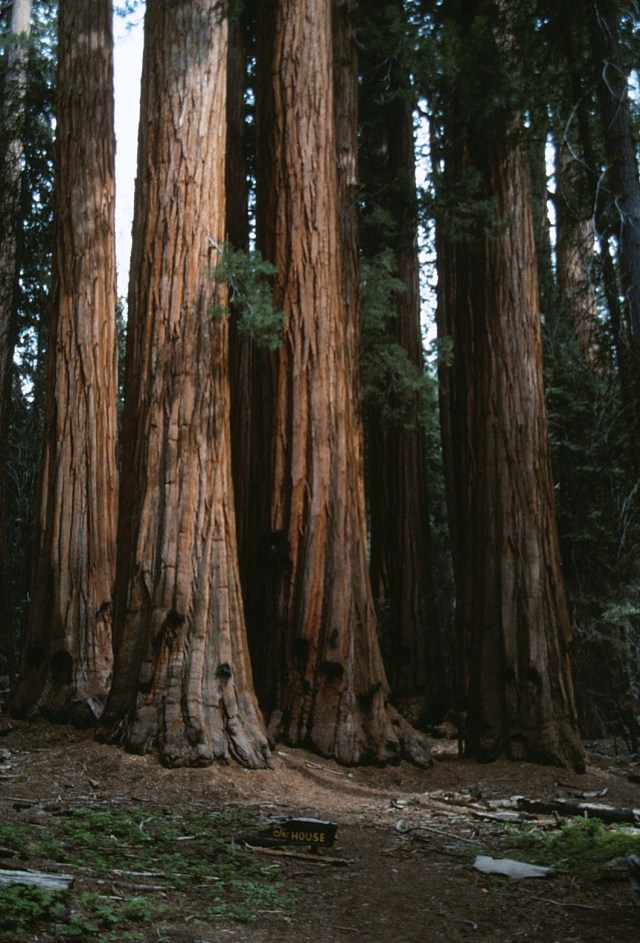6-88-136sequoias