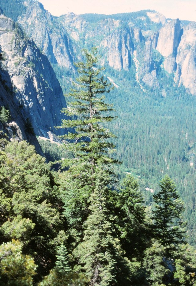 6-88-49yosemite